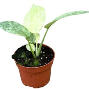 Schismatoglottis Longispatha Variegata - Ø10,5cm - ↕15cm