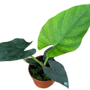 Alocasia Scabriuscula - Ø10,5cm - ↕15cm