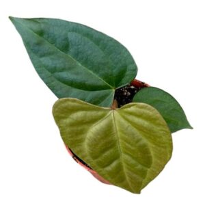 Anthurium Nigrolaminum Gigi X Forgetii - Ø10,5cm - ↕15cm