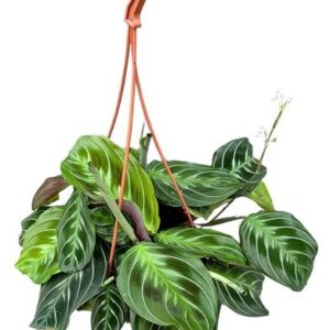 Maranta NoID - Ø14cm - ↕20cm
