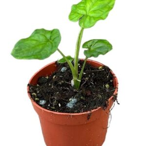 Syngonium Steyermarkii - Ø10,5cm - ↕15cm