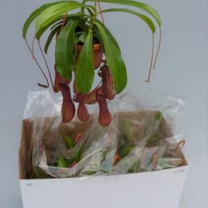 Nepenthes Monkey Jars Alata - Ø14cm - ↕30cm