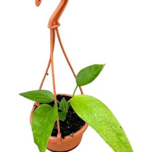 Anthurium Vittarifolium - Ø10cm - ↕15cm