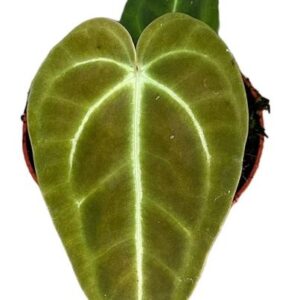 Anthurium Regale - Ø9cm - ↕10cm
