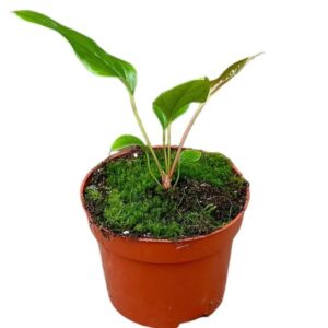 Anthurium Pedatum X Pedatum - Ø10,5cm - ↕15cm
