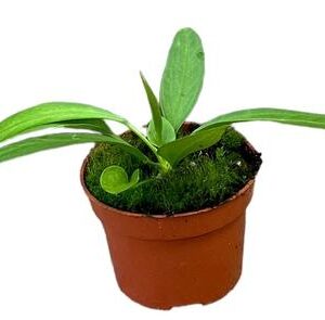Anthurium Vittarifolium - Ø10,5cm - ↕15cm