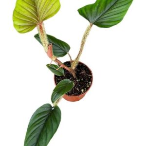 Philodendron Serpens - Ø10,5cm - ↕15cm