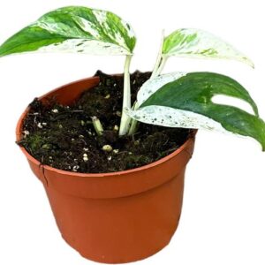 Epipremnum Pinnatum Marble Variegata - Ø10,5cm - ↕15cm