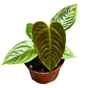 Anthurium Veitchii - Ø10,5cm - ↕15cm
