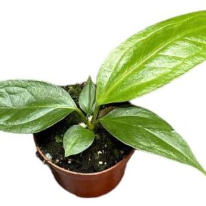 Anthurium Big Bill - Ø10,5cm - ↕15cm