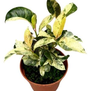 Ficus Moonshine Shivereana - Ø14cm - ↕30cm