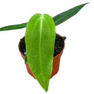 Anthurium Warocqueanum X Waterburyanum - Ø10,5cm - ↕15cm