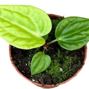 Anthurium Villenaorum X Luxurians - Ø10,5cm - ↕15cm