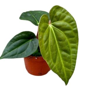 Anthurium Regale X Luxurians - Ø10,5cm - ↕15cm