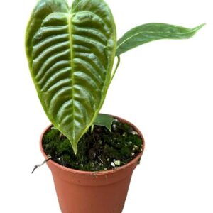 Anthurium Veitchii - Ø14cm - ↕30cm