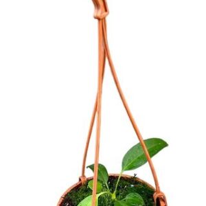 Anthurium Wendlingeri - Ø10cm - ↕15cm