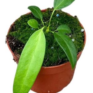 Anthurium Wendlingeri - Ø10,5cm - ↕15cm