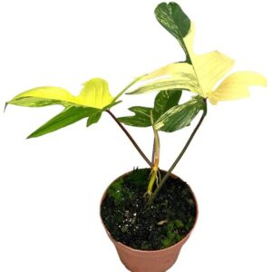 Philodendron Florida Beauty Variegata - Ø17cm - ↕30cm