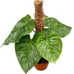 Philodendron P Majestic - Ø17cm - ↕40cm