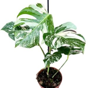 Monstera Deliciosa Variegata - Ø17cm - ↕45cm