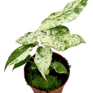 Alocasia Macrorrhiza Splash - Ø10,5cm - ↕15cm