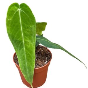 Anthurium Warocqueanum X Waterburyanum - Ø14cm - ↕35cm