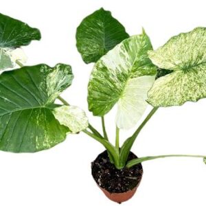 Alocasia Gageana Variegata - Ø17cm - ↕70cm