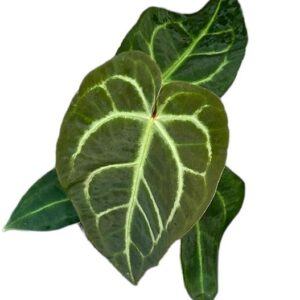 Anthurium Regale X Magnificum - Ø14cm - ↕30cm