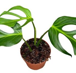 Monstera Burle Marx Flame - Ø17cm - ↕30cm