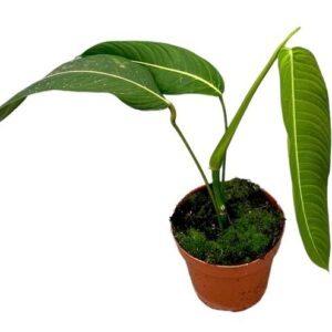 Philodendron Heterocraspedon - Ø17cm - ↕40cm