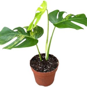 Monstera Deliciosa Aurea - Ø17cm - ↕30cm