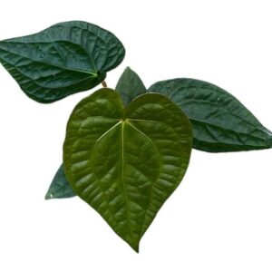 Anthurium Magnificum X Luxurians - Ø14cm - ↕30cm