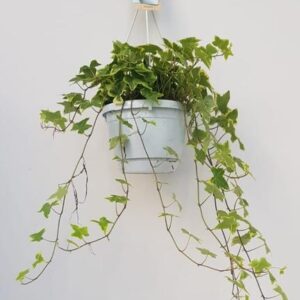 Hedera Helix Geelbont - Hangpot Wit / Basic - Ø17cm - ↕cm