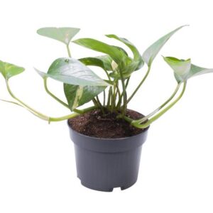 Epipremnum Pinnatum Aureum - Ø10cm - ↕cm