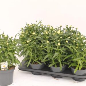 Leucanthemum Wetern Star Leo - Ø15cm - ↕35cm