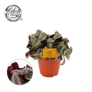 Tradescantia Zebrina 15cm - Ø15cm - ↕cm