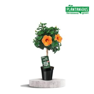 Hibiscus Rosa-sinensis Oranje - Ø19cm - ↕75cm
