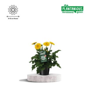 Gerbera Patio XXL Geel - Ø21cm - ↕65cm