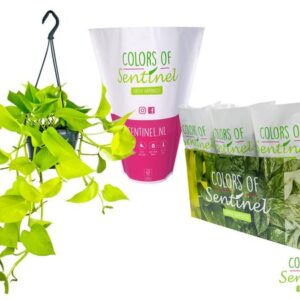 Epipremnum Pinnatum 'Golden Pothos' (hang) LESS PLASTIC - Ø15cm - ↕cm