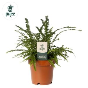Nephrolepis Duffi 12cm (zonder Hoes) - Ø12cm - ↕10cm