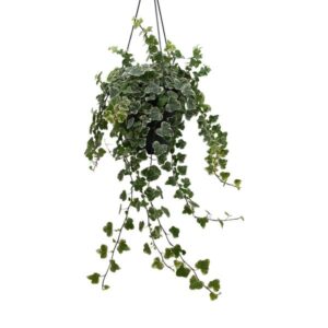 Hedera Helix White - Ø19cm - ↕cm