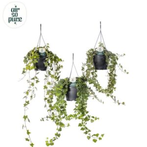 Hedera Helix Gemengd Air So Pure - Ø19cm - ↕cm