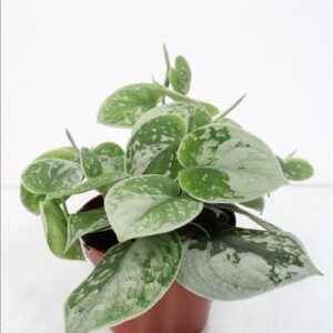 Scindapsus Silvery Ann - Ø11cm - ↕cm
