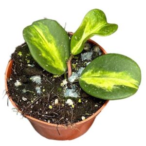 Hoya Obovata Variegata - Ø10,5cm - ↕10cm