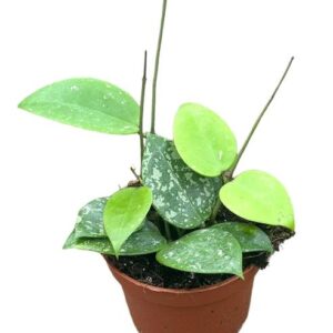 Hoya Parasitica Splash - Ø10,5cm - ↕10cm