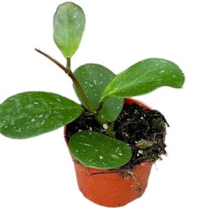 Hoya Obovata - Ø10,5cm - ↕10cm