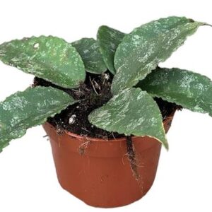 Hoya Caudata - Ø10,5cm - ↕10cm