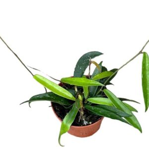 Hoya Minibelle - Ø10,5cm - ↕10cm