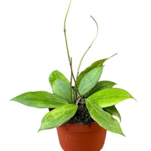 Hoya Nicholsoniae - Ø10,5cm - ↕10cm