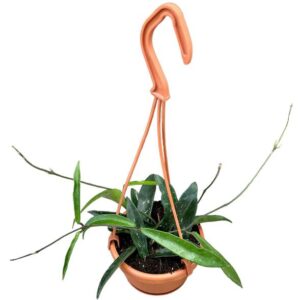 Hoya Minibelle - Ø10cm - ↕cm